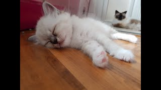 Birman Kittens  From birth to new homes VLOG #13