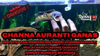 Cara melatih Channa Auranti supaya mangap-mangap | channa lovers masuk bos qu