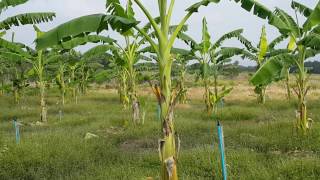 กล้วยน้ำว้า:พามาชมสวนกล้วยปลูกผ่านมาแล้ว 1 ปี Banana garden age of 1 year