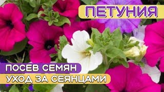 ПРОСТОЙ и ПРОВЕРЕННЫЙ способ посева ПЕТУНИИ на рассаду.  УХОД за сеянцами после ВСХОДА