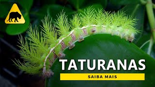 Taturana