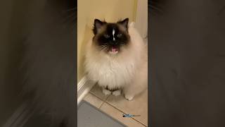 Conversations with my 14.5-year-old Ragdoll cat Charlie #ragdoll #womenofyoutube