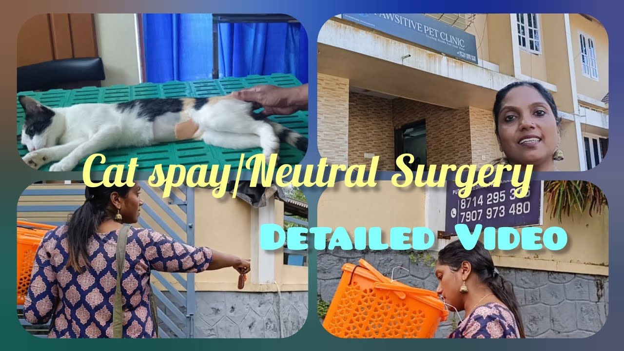 പ്രസവം നിർത്തി🤗😸| Cat Neutering and Spaying Explained : Before,During, After Surgery @kalasvlogs9771