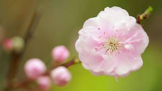 Floral Display - Sakura Matsuri 2020 at Gardens by the Bay
