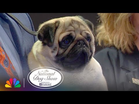 'Vito' the Pug
