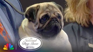 Vito The Pug Wins 2024 National Dog Show Presented By Purina Nbc