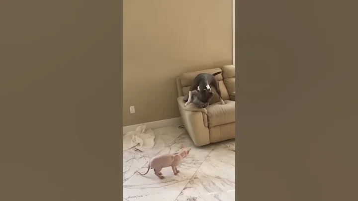 Video 9503551: canadian sphynx cat, funny pets