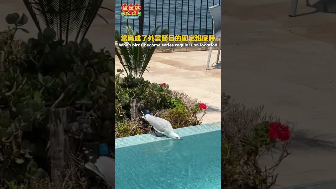 一路都有鳥的陪伴（？） 縮圖