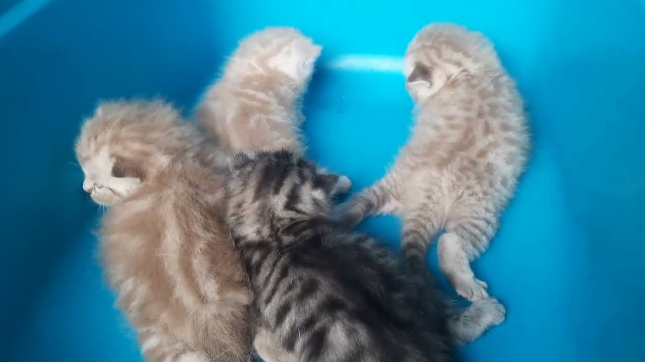 Bapak Ucil lari saat anaknya mau minum susu