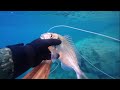 Muğla zıpkınla karışık avlar #fishing #spearfishing #fish #seabream #speargun  akdenizsub #djiosmo