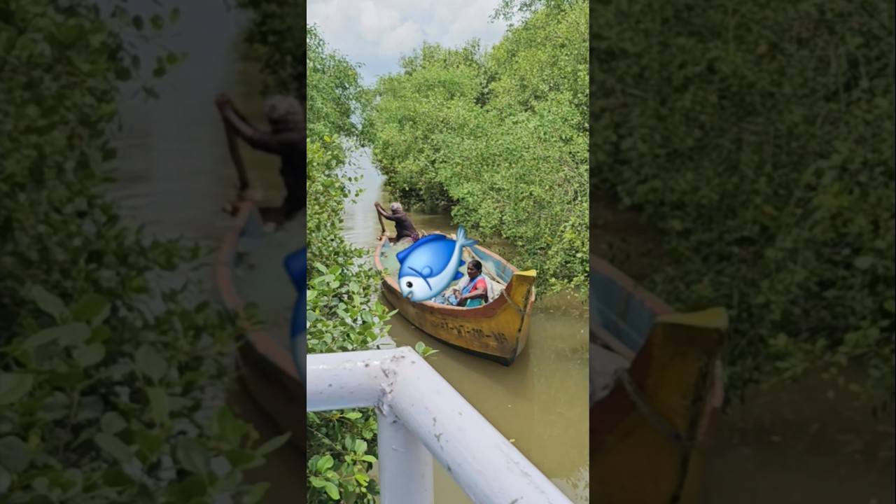 Antarvedi Mangrove forest 
