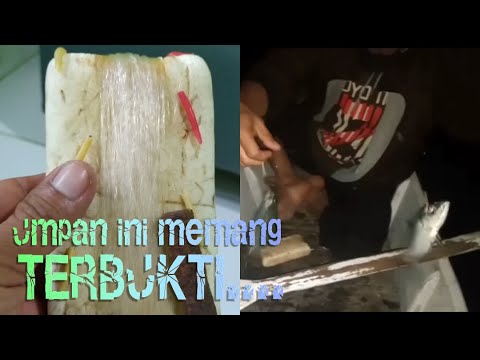 CARA BUAT UMPAN DAN MANCING IKAN KEMBUNG 2021 