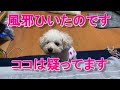 ㊼風邪ひいたので寝たい私と遊んでほしい犬、そんな時はどうすればいいの？