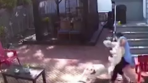 Loose dogs attack Great Kills woman, pets in her own backyard -- then barge into her home