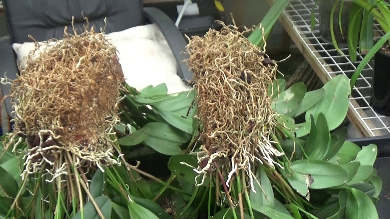 Pleurothallis 'chop up'