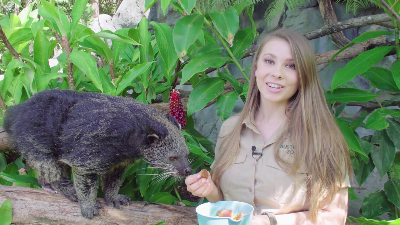 Australia Zoo Adopt an Animal Pip the binturong YouTube