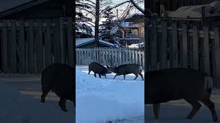 Two Bucks in Rut Brawl