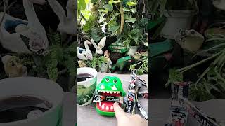 Crocodilewith Her Coffee In Secret Garden