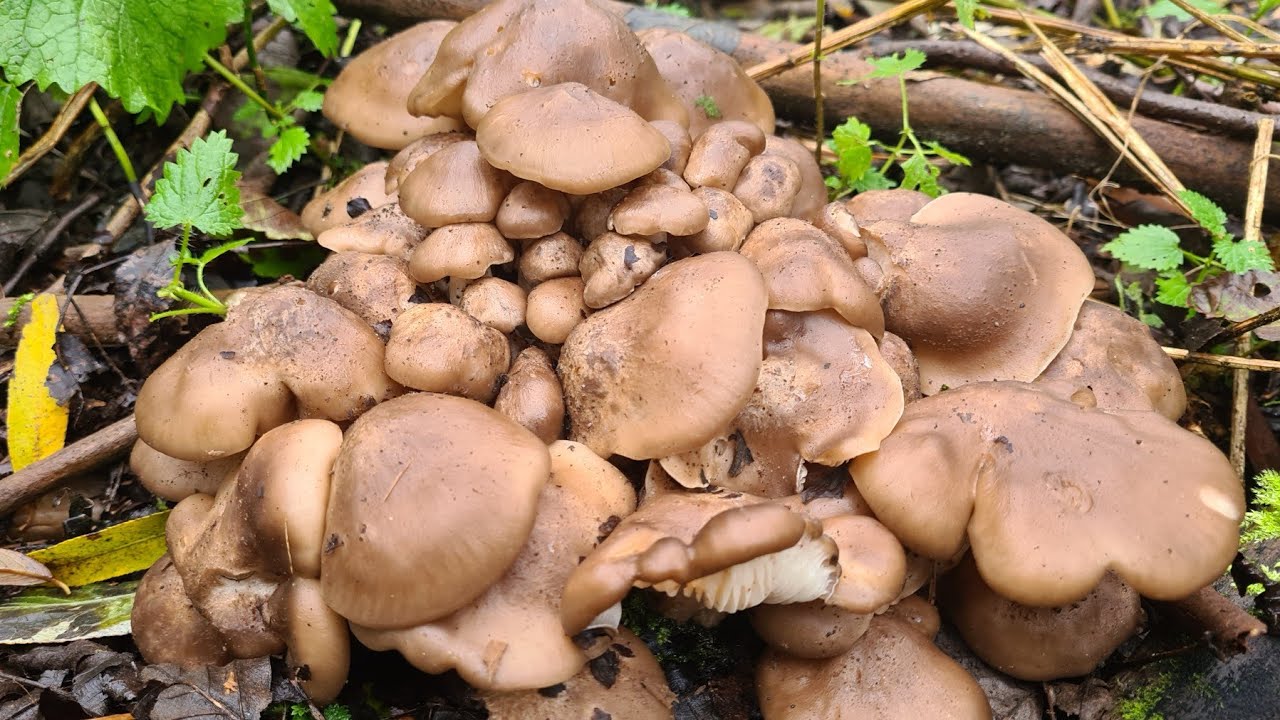 วันนี้เก็บดำหวานมีแต่กอใหญ่ๆงามๆใด้หลายคักเต็มถุงล้นเข้งเลยค่ะไปชมความสวยงามของเห็ดดำหวานกันเลยค่ะ🍄🍄