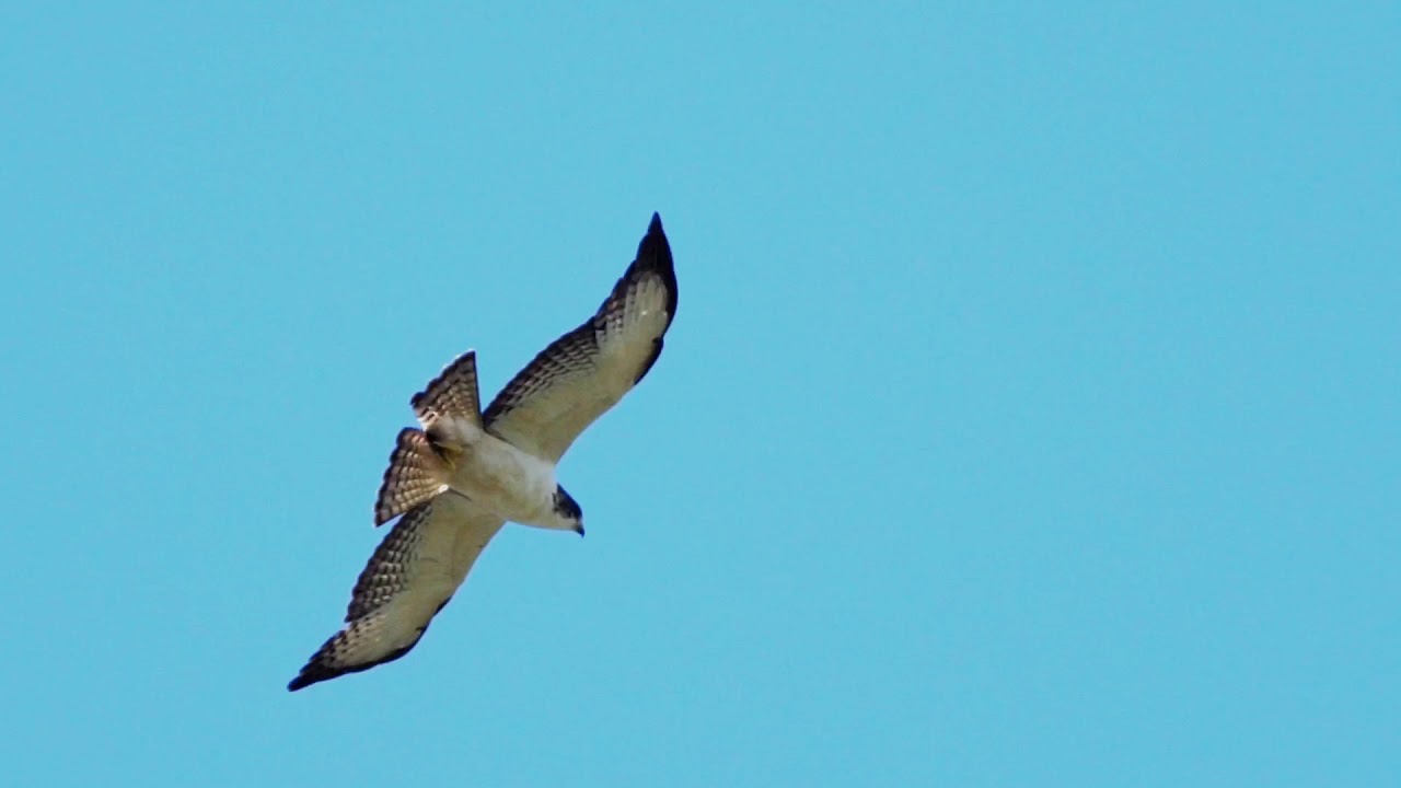 Short-tailed Hawk - Maraval - Dec 20 2018 