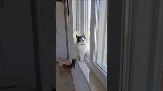 Mr. Zorro: Secret Agent on Bird Patrol!"