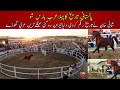 Arabian horse show 2021 in pakistan  madrotta championship by shani khan attock  arab stallions