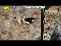 Poderoso Lince enfrenta a Tres Mastin Tibetanos/ Lynx vs Tibetan Mastiff