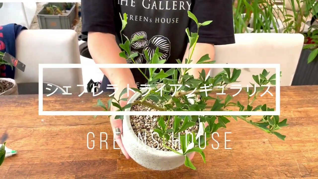 シェフレラ トライアンギュラリス 観葉植物 - YouTube