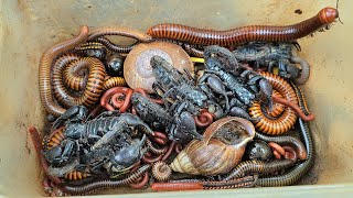 Awesome Discovery Venomous Scorpion 🦂, Tropical Snail 🐌, Millipedes, Beetle Larvae, Giant Millipede 