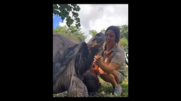 The Biggest Turtle 💀#turtle #troll #trollfaceedit #xuhuong #xuhuongyoutube #shorts