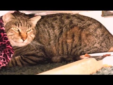 cat bed under