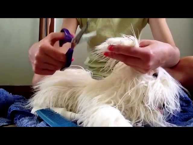 ASMR - haircut with brush and wash (using toy dog)