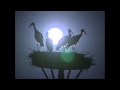 Extrait du documentaire sur les cigognes du marais Audubon