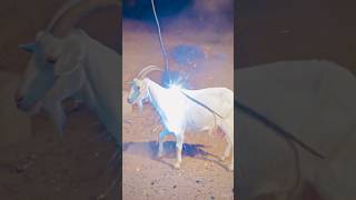 qurbani Ka Bakra shorts islamicprayer muslimcontent viral trendingshorts india pakistan