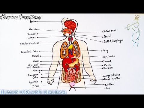 Diagram of human