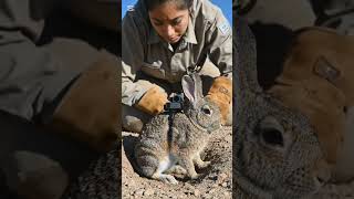 How to Desert Rabbit POV: Inside a Hidden Underground Burrow 🐇