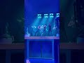 TORQUE AQUA show on Star of the Seas! #shorts #viral #fyp #show #travel #entertainment