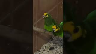 poicephalus flavifrons/ yellow Fronted Parrot