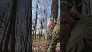 One Way I Hang Swarm Traps #imlearning #shortvideo #honeybee #backyardbees #beelife  #swarmseason