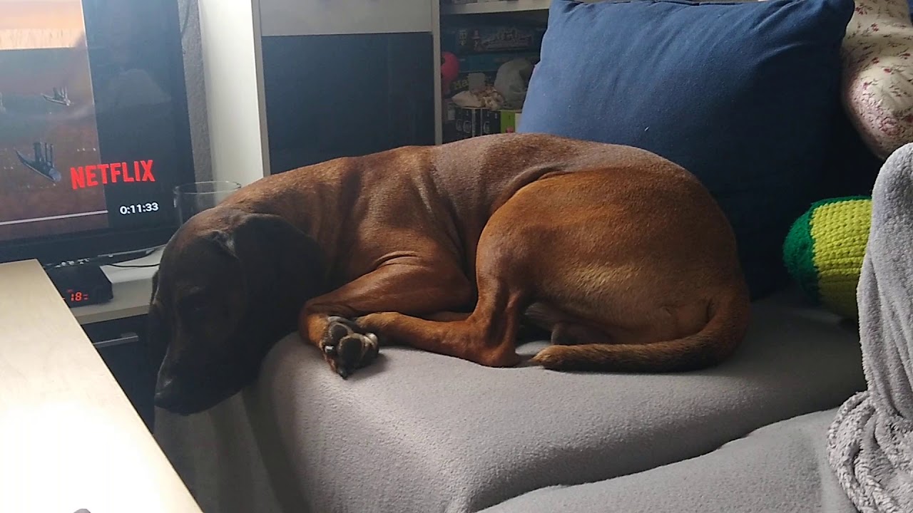 Most tired dog of the world YouTube