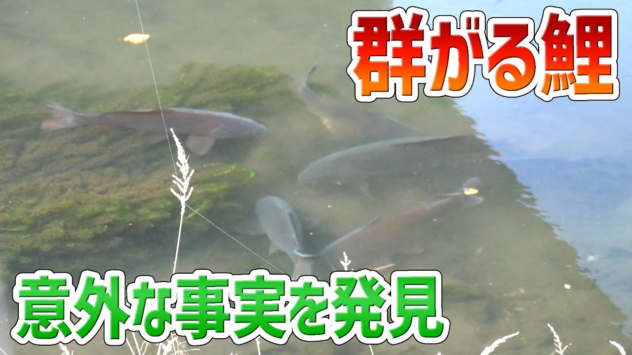 鯉釣り 目で見る吸い込み ぶっこみ 釣り Youtube