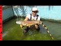 IGUANA in POOL! **COOKING IGUANA RIBS**