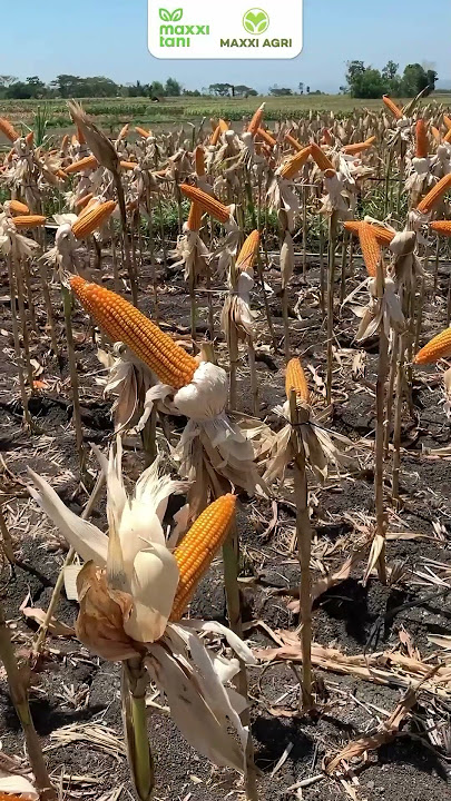 MAXXI AGRI || #cuan Benih Jagung Hibrida MAXXI 2 Cuan #jagung #benihjagung Tahan bulai