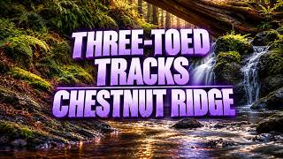 iNTO THE FRAY 578 | Three-Toed Tracks Chestnut Ridge