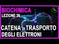 La catena di trasporto degli elettroni (SPIEGATA FACILE) -Biochimica Lezione 26