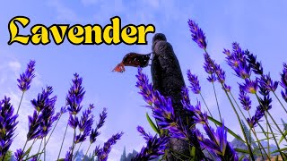 Boost YOUR Gameplay! Discover the Optimistic Impact of Lavender in the Elder Scrolls | Alchemy Guide