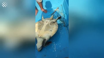 CPECO: GIẢI CỨU CHÚ RÙA BỊ MẮC KẸT TRONG LƯỚI ĐÁNH CÁ-TRUNG TÂM TRUYỀN THÔNG CỘNG ĐỒNG MÔI TRƯỜNG