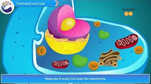 Chap-2 Life Processes In Living Organisms Part I |Class-10 Science &Technology -1 | MH  State Board