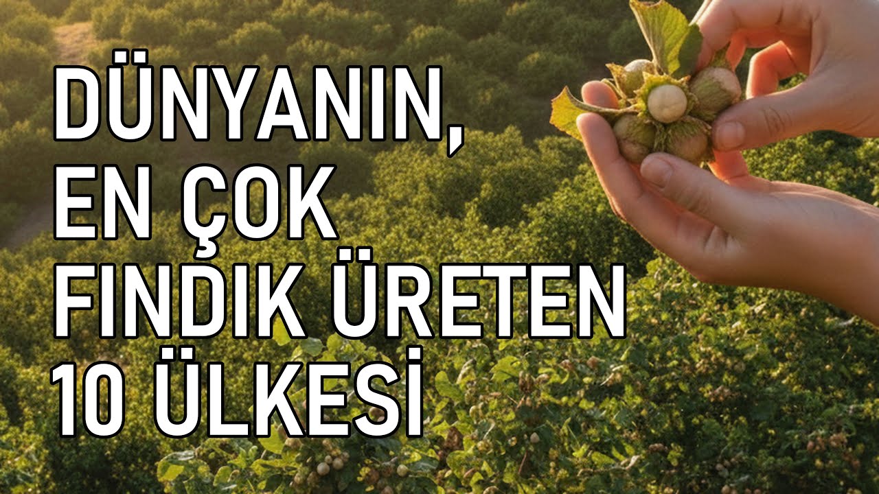 Dünyanın En Fazla Fındık Üreten 10 Ülkesi! Türkiye Fındık Üretiminde En Büyük
