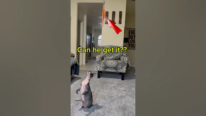Video 7512111: kitten sphynxcats catlover cute, sphynxcat catlover cats, sphynx funny catlover kitten, sphynx kitten meowing, sphynx cat fun, catlover cute funny hair